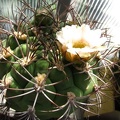 Gymnocalycium saglionis DA FG