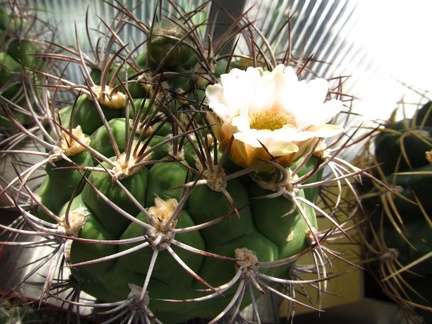Gymnocalycium saglionis DA FG
