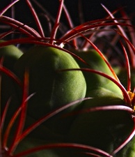 Gymnocalycium saglionis Mudrak-victory jan 2012