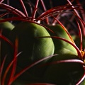 Gymnocalycium saglionis Mudrak-victory jan 2012