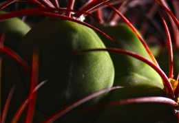Gymnocalycium