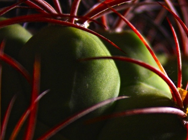 Gymnocalycium saglionis Mudrak-victory jan 2012
