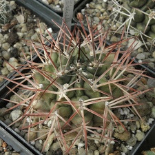 Gymnocalycium schickendantzii