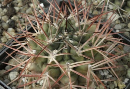Gymnocalycium schickendantzii