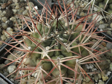 Gymnocalycium schickendantzii