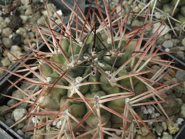 Gymnocalycium schickendantzii