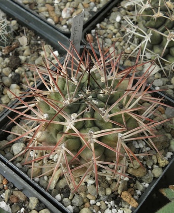 Gymnocalycium schickendantzii