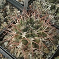 Gymnocalycium schickendantzii