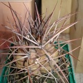 Gymnocalycium schickendatzii Burzak FG
