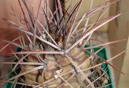 Gymnocalycium schickendatzii Burzak FG