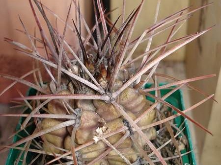 Gymnocalycium schickendatzii Burzak FG
