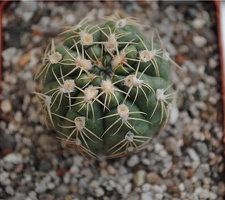 Gymnocalycium sigelianum