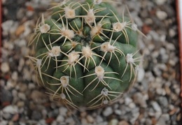 Gymnocalycium sigelianum
