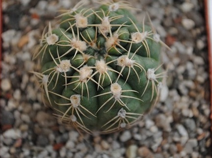Gymnocalycium sigelianum