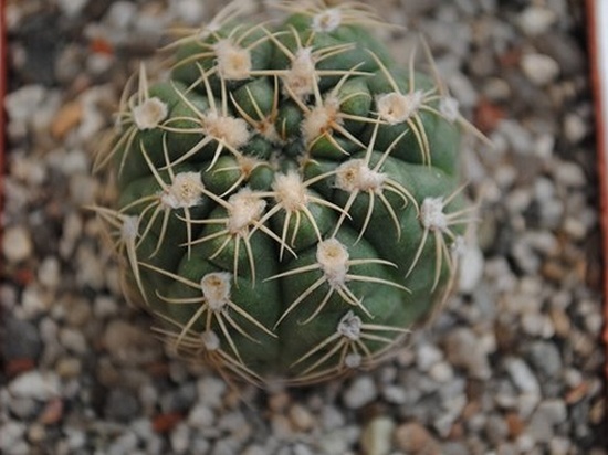 Gymnocalycium sigelianum
