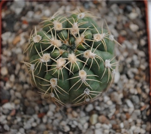 Gymnocalycium sigelianum