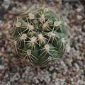 Gymnocalycium sigelianum