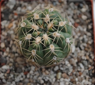 Gymnocalycium sigelianum