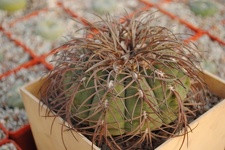 Gymnocalycium spegazzini 1986 Vict  Oldman dec 2011 Muchin