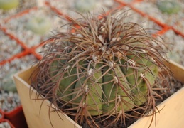 Gymnocalycium spegazzini 1986 Vict  Oldman dec 2011 Muchin