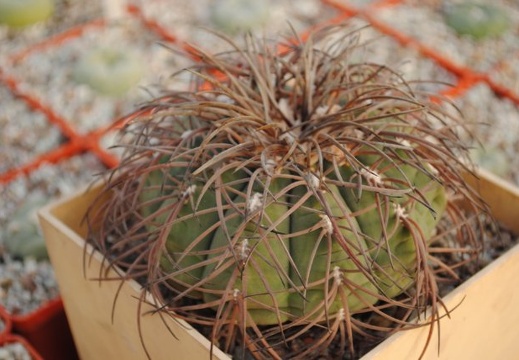 Gymnocalycium spegazzini 1986 Vict  Oldman dec 2011 Muchin