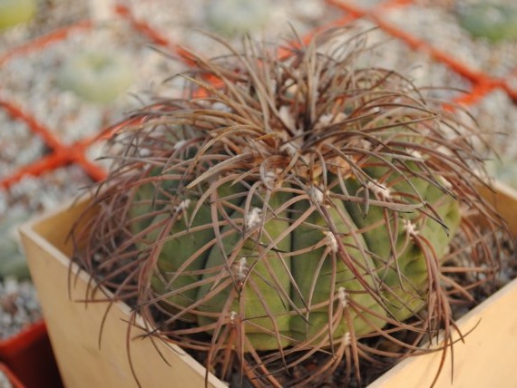 Gymnocalycium spegazzini 1986 Vict  Oldman dec 2011 Muchin