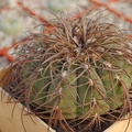 Gymnocalycium spegazzini 1986 Vict  Oldman dec 2011 Muchin