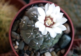 Gymnocalycium stelatum