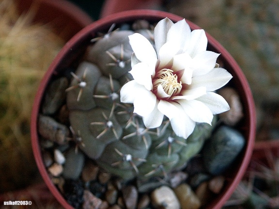 Gymnocalycium stelatum
