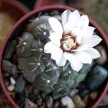 Gymnocalycium stelatum