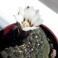 Gymnocalycium stelatum 1