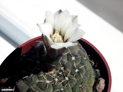 Gymnocalycium stelatum 1
