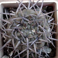 Gymnocalycium stellatum Burzak FG
