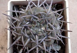 Gymnocalycium stellatum Burzak FG