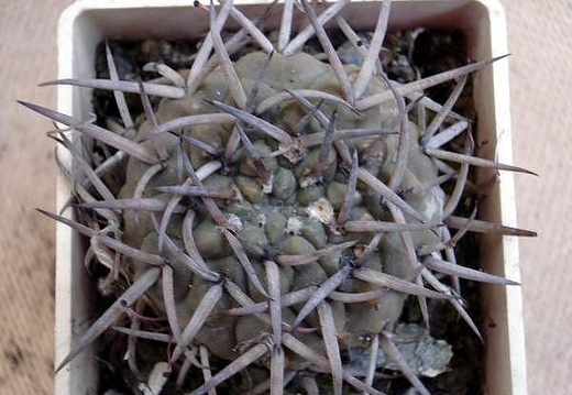 Gymnocalycium stellatum Burzak FG