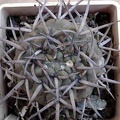 Gymnocalycium stellatum Burzak FG