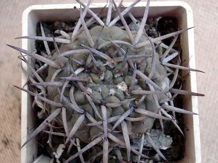 Gymnocalycium stellatum Burzak FG