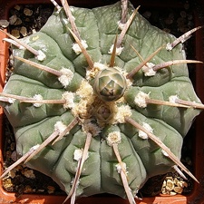 Gymnocalycium vatteri