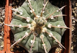 Gymnocalycium vatteri