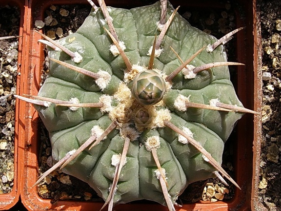 Gymnocalycium vatteri