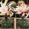 Gymnocalycium sp.