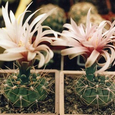 Gymnocalycium sp.