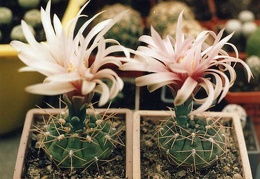 Gymnocalycium sp.