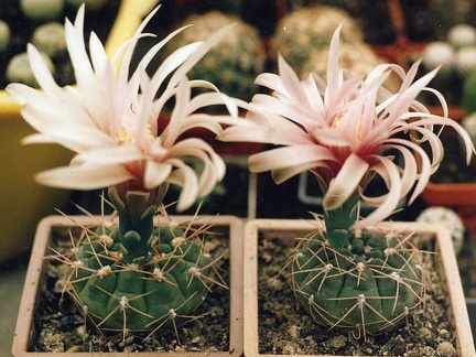 Gymnocalycium sp.