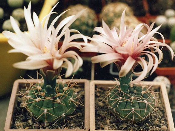 Gymnocalycium sp.