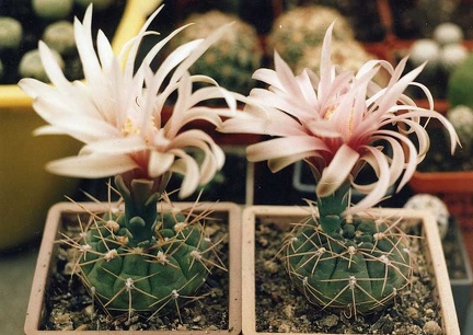 Gymnocalycium sp.