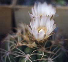 Gymnocalycium bayrianum