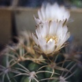 Gymnocalycium bayrianum