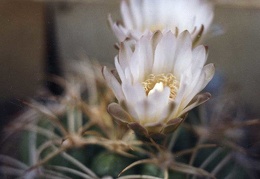 Gymnocalycium bayrianum