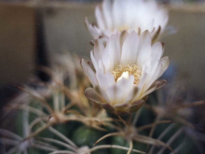 Gymnocalycium bayrianum